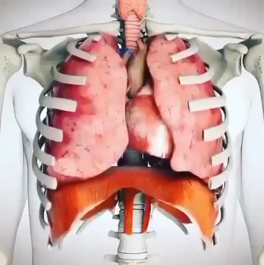 Your lungs at work
