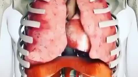 Your lungs at work