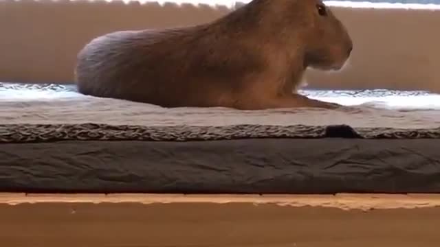 Capivara deitada na cama