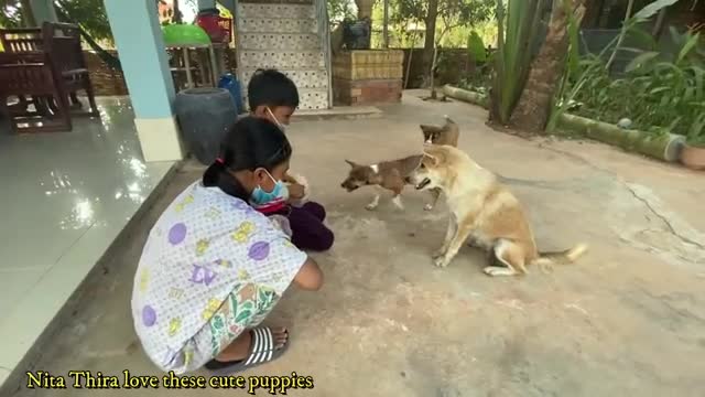 Lovely Puppy - Mum Having Yummy Toast - Nita Thira Feed Cute Dogs - Smart Pets