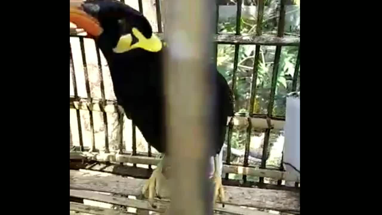 Weird bird talking