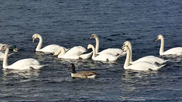 Swan Ducks Water