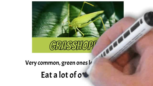 Bugs that look like Leaves 🤷♂️ ♀ Short 1 minute Summary! 🤷 #shorts