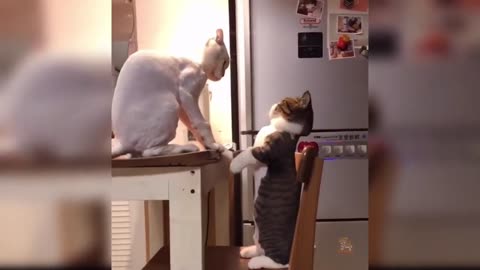 Cat Funny video part3