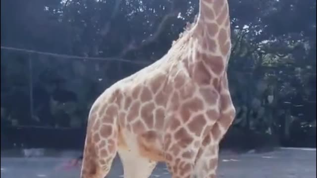 Giraffe's neck is really too long, I think such a long neck will get cervical spondylosis?