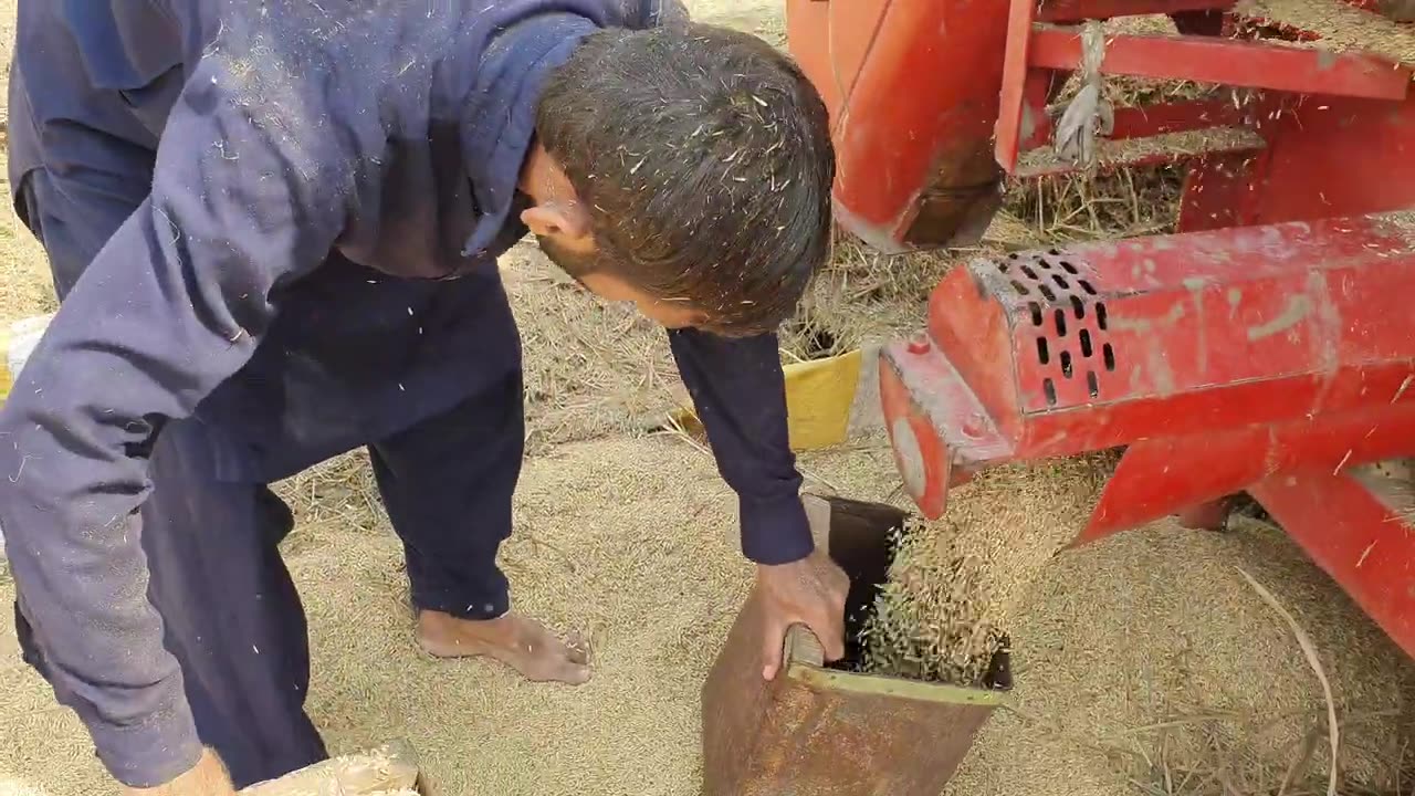 Village Life - Harvesting Rice Crop | Punjab Village BEAUTIFUL Life