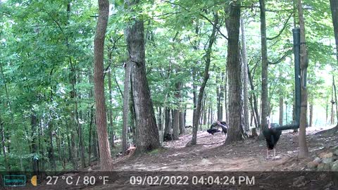 The Woods – 09/03/2022