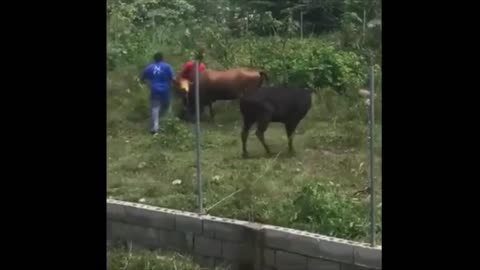 Best Dog & Cow fighting video