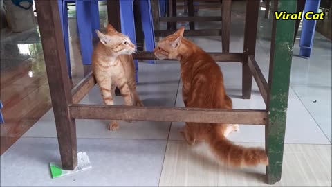 VIRAL CAT FIGHTING