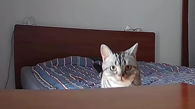 My cat gets too little exercise