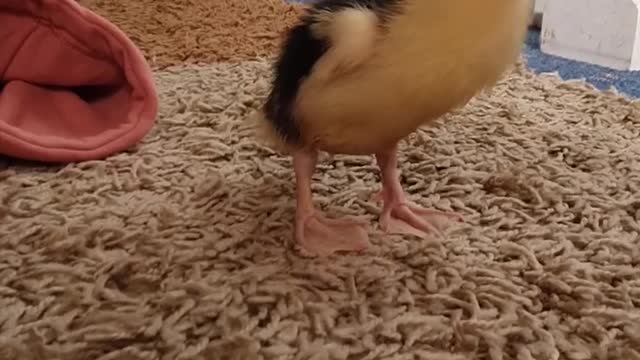 watch fhe Indifferent Bird