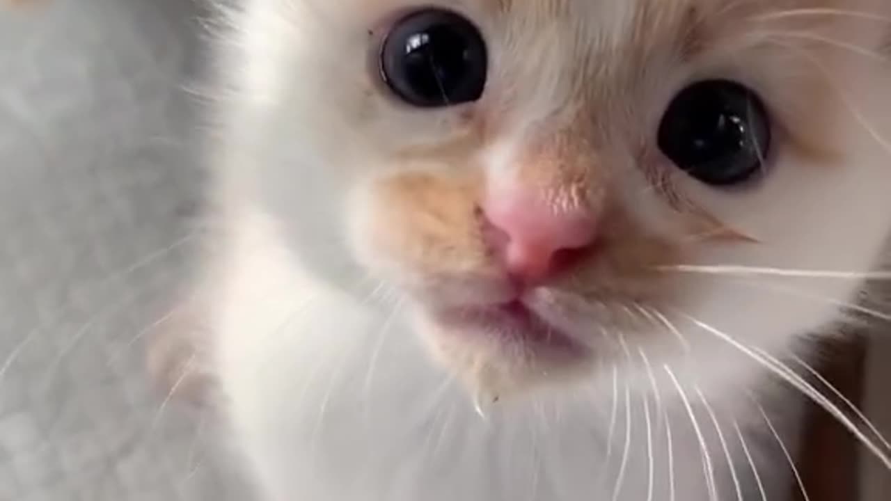 Cute cat say Mom 🥰