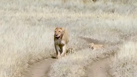 cute baby lion