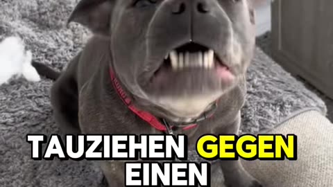 Der Verrückte Hund