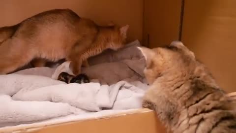 Mother cat Mimi gave birth to 3 kittens safely.