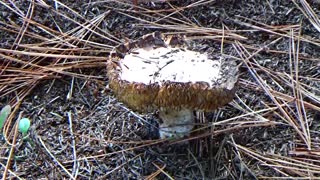 Mushroom