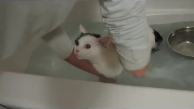 Cat taking a bath mooooooo mooooooo