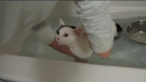 Cat taking a bath mooooooo mooooooo