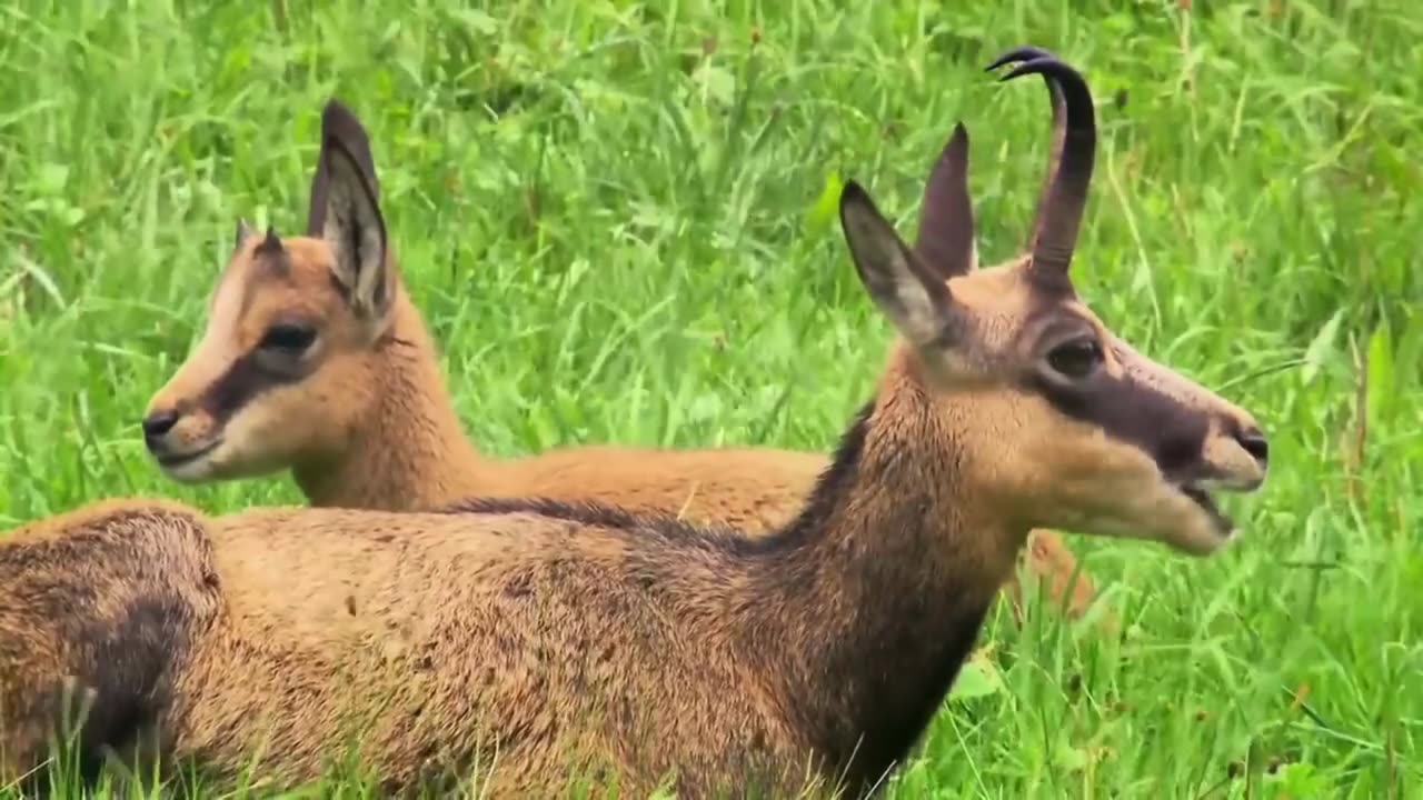 Tatra Chamois