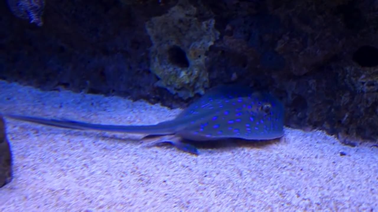 beautiful sea fish