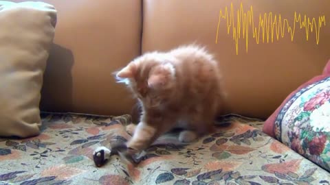 Cute And Funny Cat Playing With Toy Rat