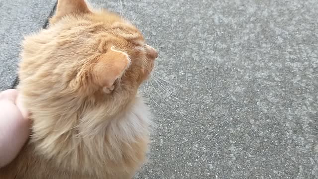 Goldie cat, coming outside in the cold.