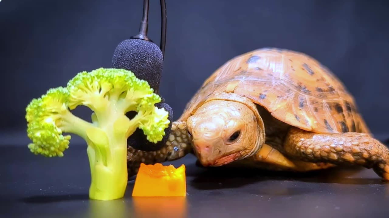 Tortoise ASMR Eating MUKBAN