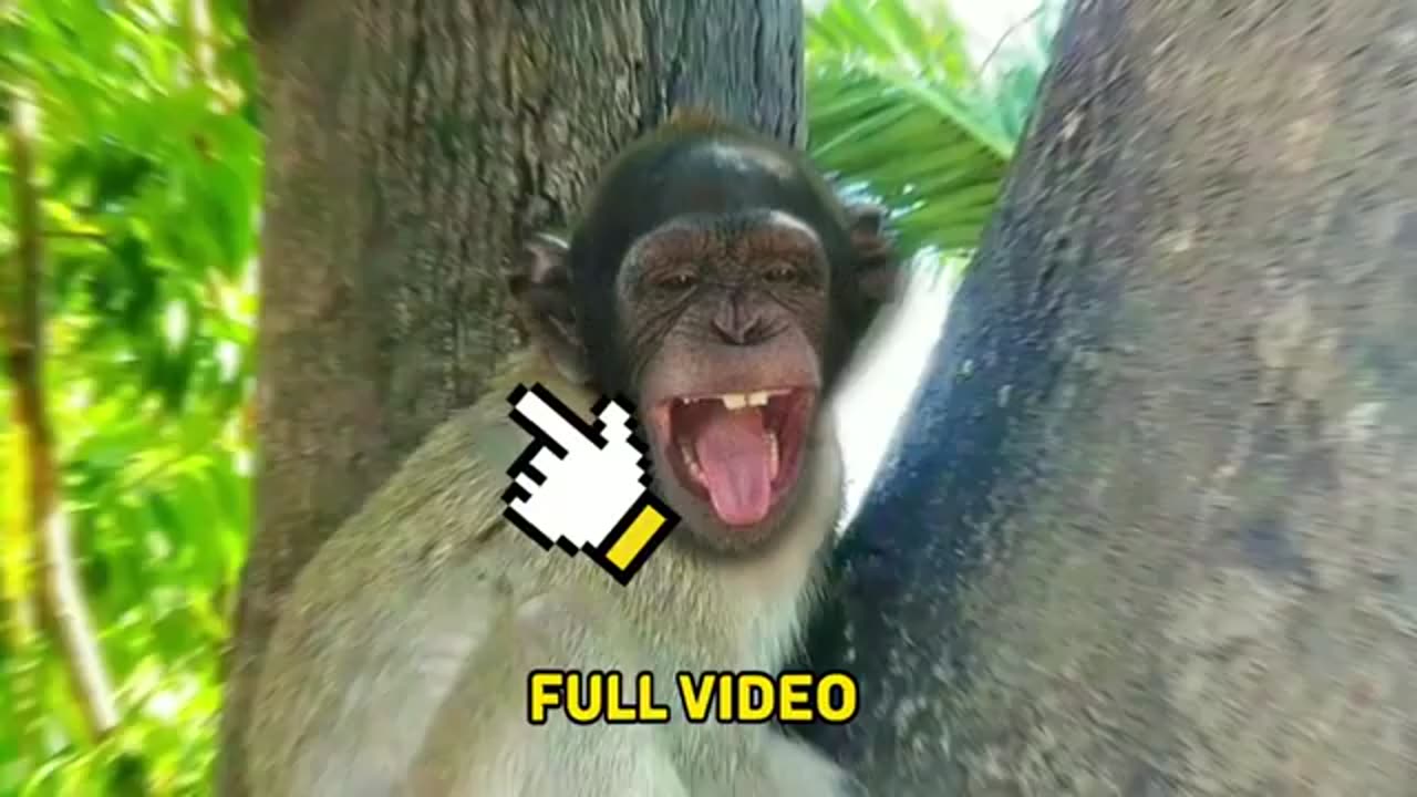 Funny animals monkey cute cute 2023