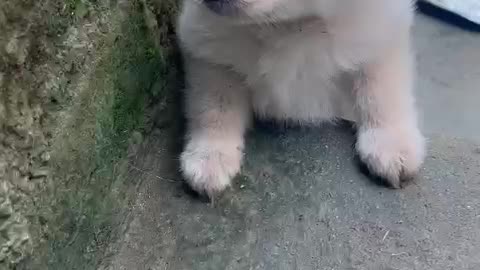 Cute dog