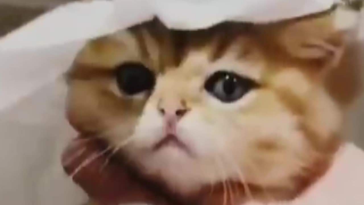 Cutest viral cat