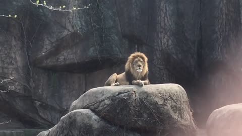 Epic Lion Roar at Lincoln Park Zoo