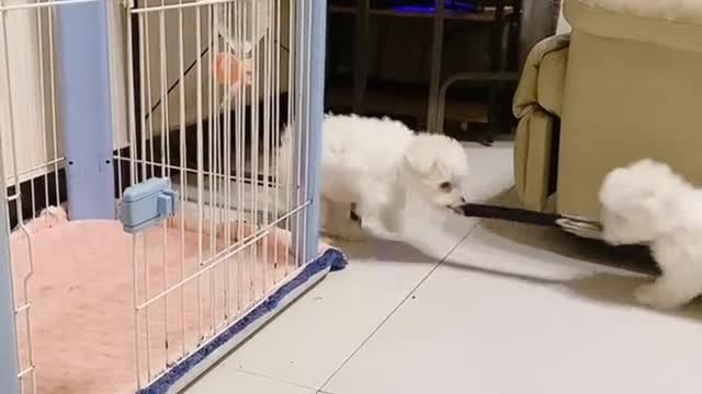 A naughty dog