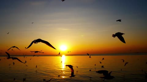 Sea ocean seagulls