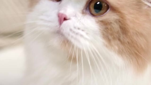 Cute cat video | Innocent cat |