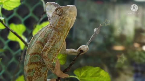 Lizard(Kanchido) is sitting on a tree.