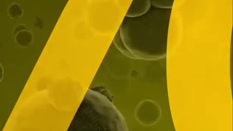 Unlocking the Secrets of Our Belly Buttons: The Fascinating World of Bacterial Life