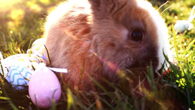 Easter White Bunny With Easter Eggs Sitting In The Grass