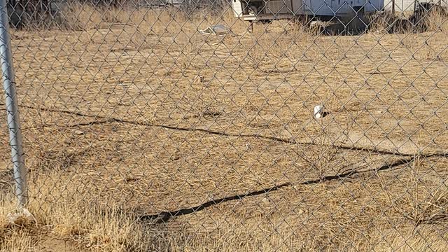 Ranch field