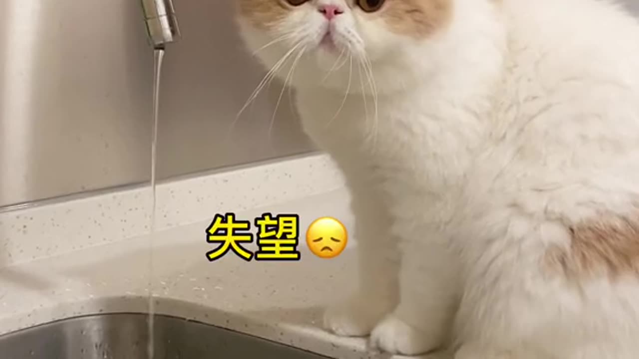 China's cute pet