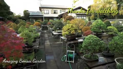 Amazing Bonsai Garden