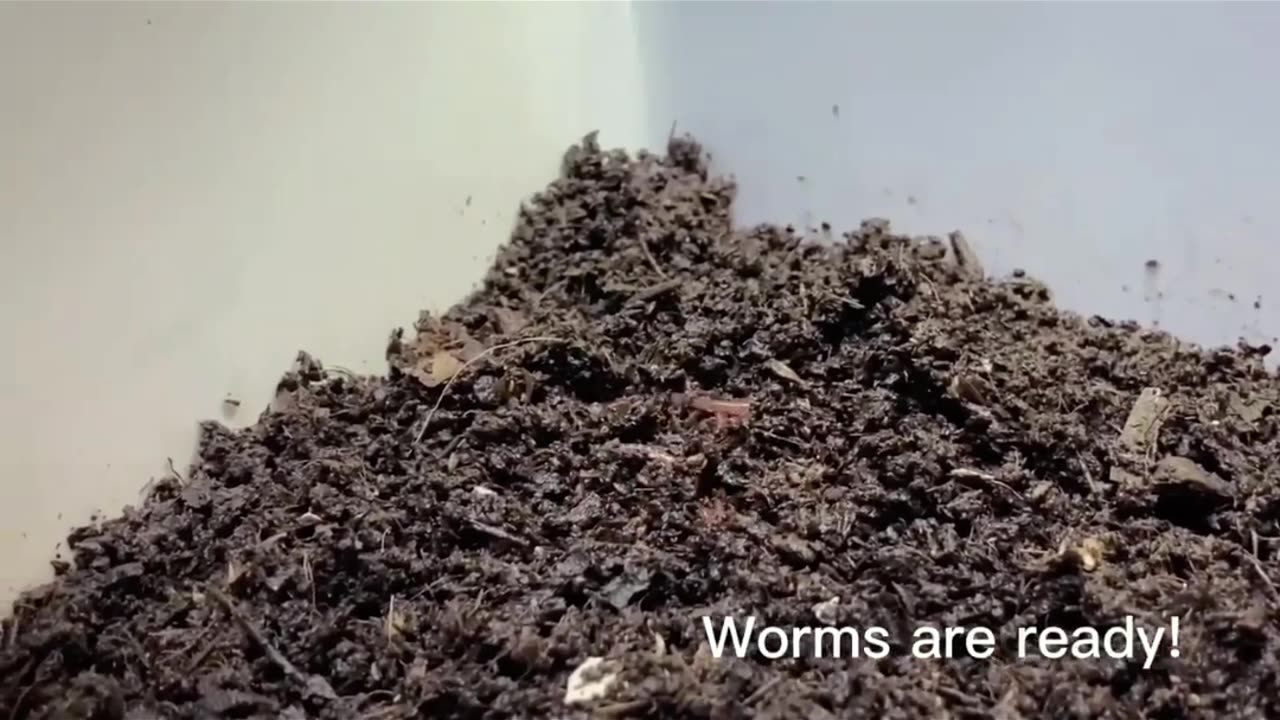 Earthworms Care Guide in Under A Minute