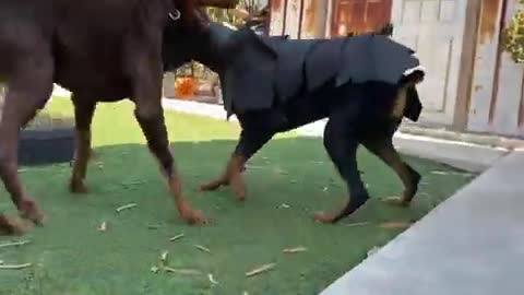 Armored up Doberman girl vs this Beast double her size