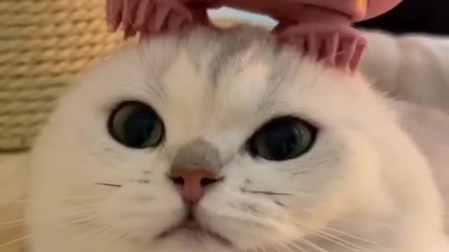 Cat funny videos😂😂😆🐱🐱🐱cat funny videos