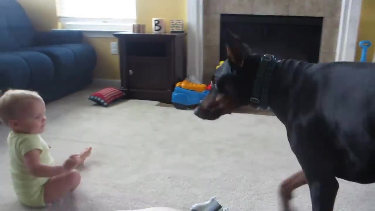 Doberman playing with Baby