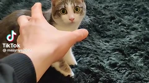 Cute Cat 😍♥️