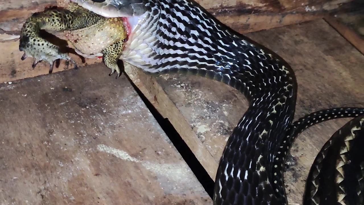 Ptyas Carinata is a black snake that resembles a black mamba