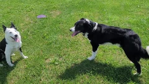 Sheepdogs