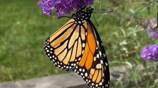 Beautiful butterfly