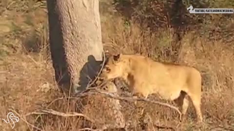 Animal moms Reunited with their Babies