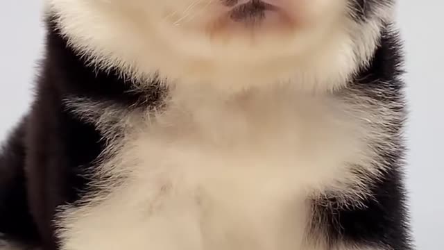 why is it so fun